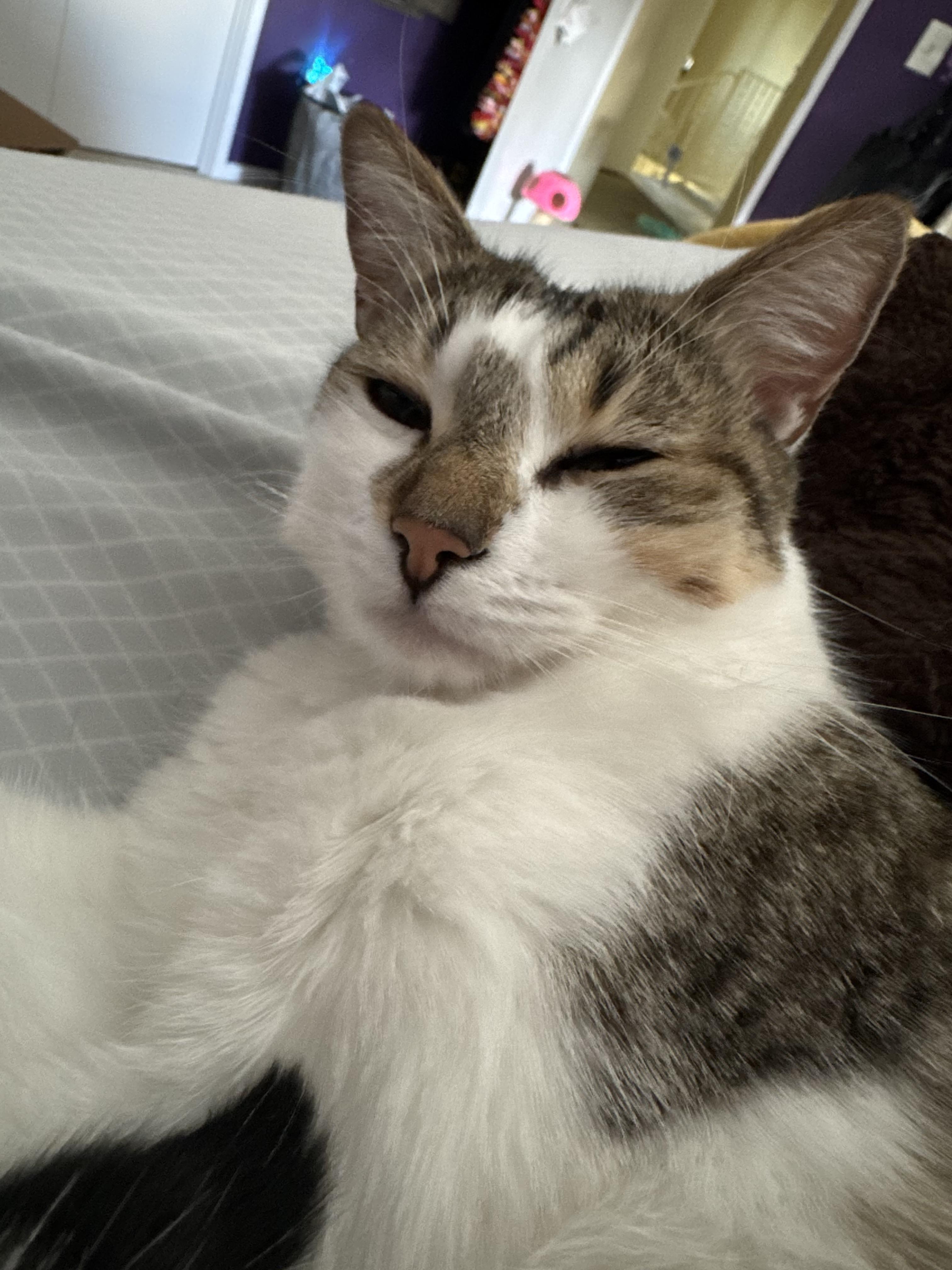 Lily photo 4