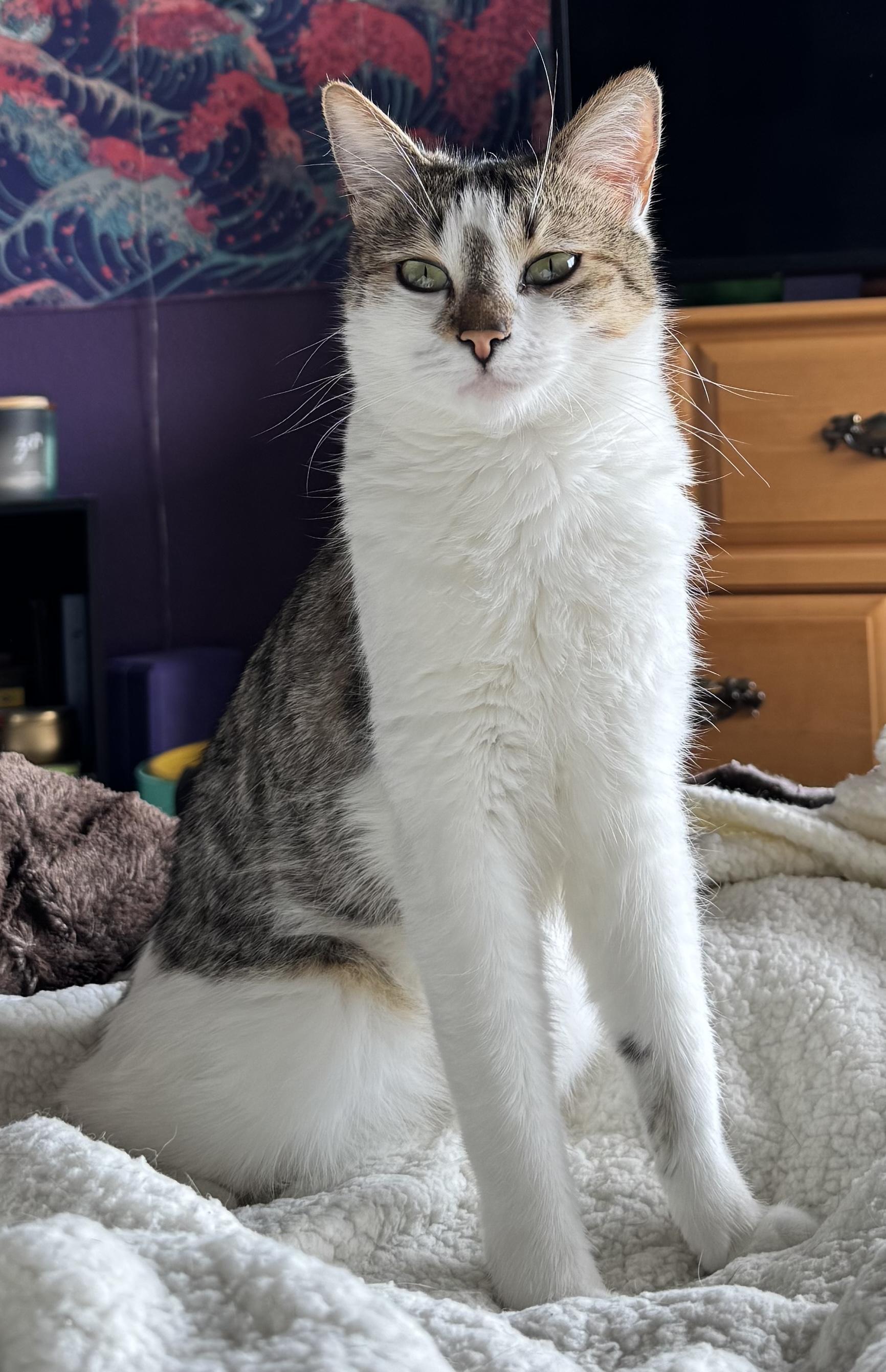 Lily, a Adoptable Domestic Short Hair in Santa Ana, CA image 4/6