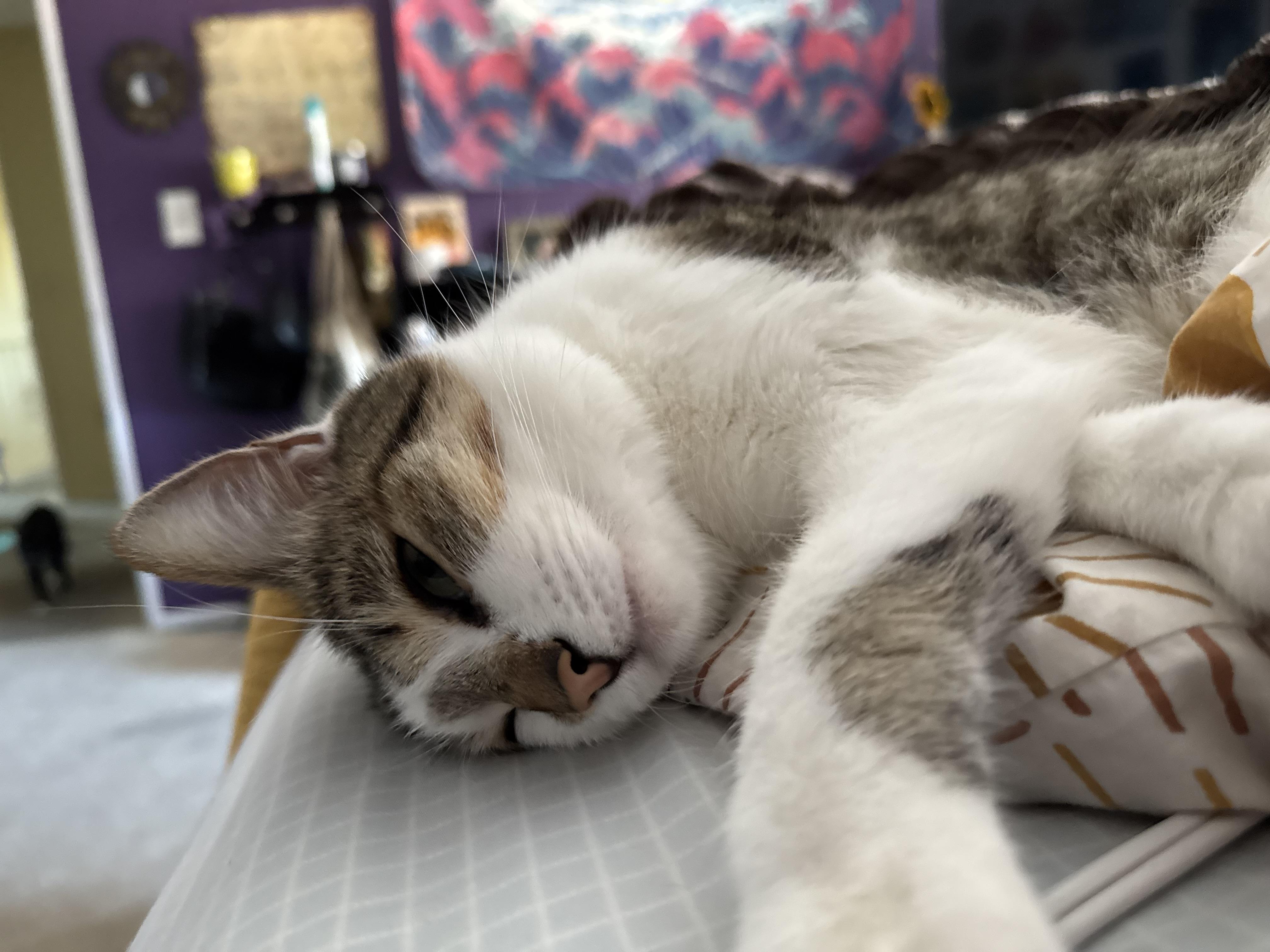 Lily photo 3