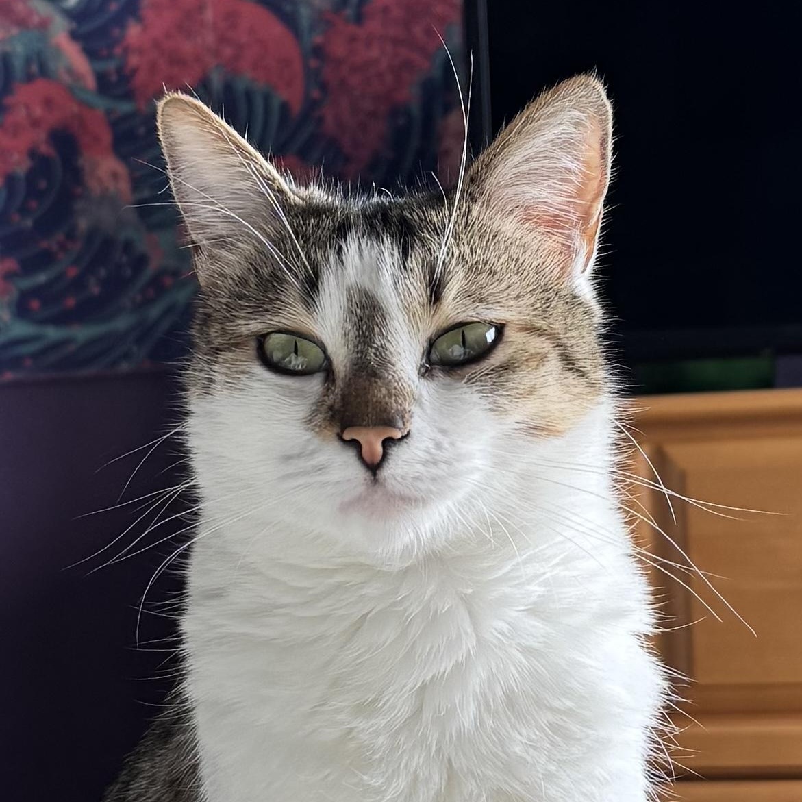 Lily, Young Female Domestic Short Hair