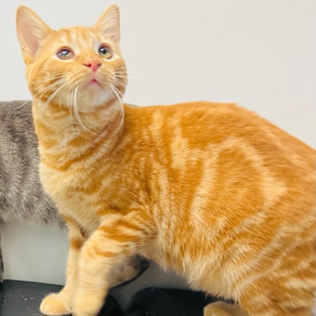 Enlarge Carina Smyth, a Adoptable Domestic Short Hair in Carroll, IA image 1/6