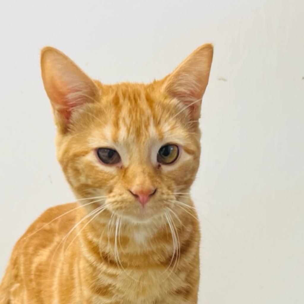 Enlarge Carina Smyth, a Adoptable Domestic Short Hair in Carroll, IA image 2/6
