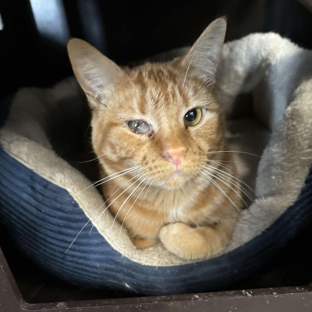 Enlarge Carina Smyth, a Adoptable Domestic Short Hair in Carroll, IA image 3/6