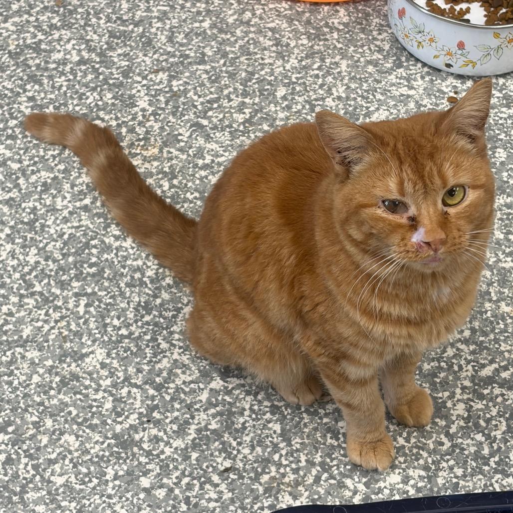 Enlarge Carina Smyth, a Adoptable Domestic Short Hair in Carroll, IA image 4/6