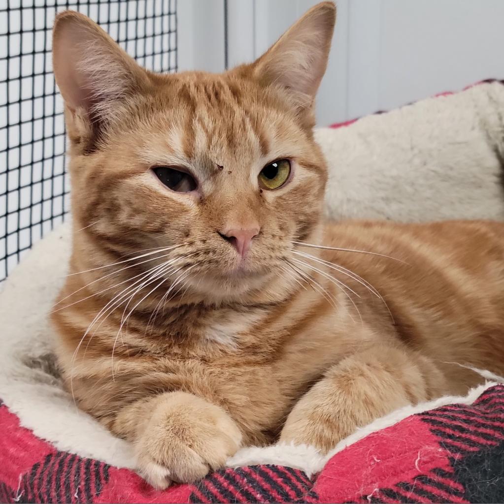 Enlarge Carina Smyth, a Adoptable Domestic Short Hair in Carroll, IA image 5/6