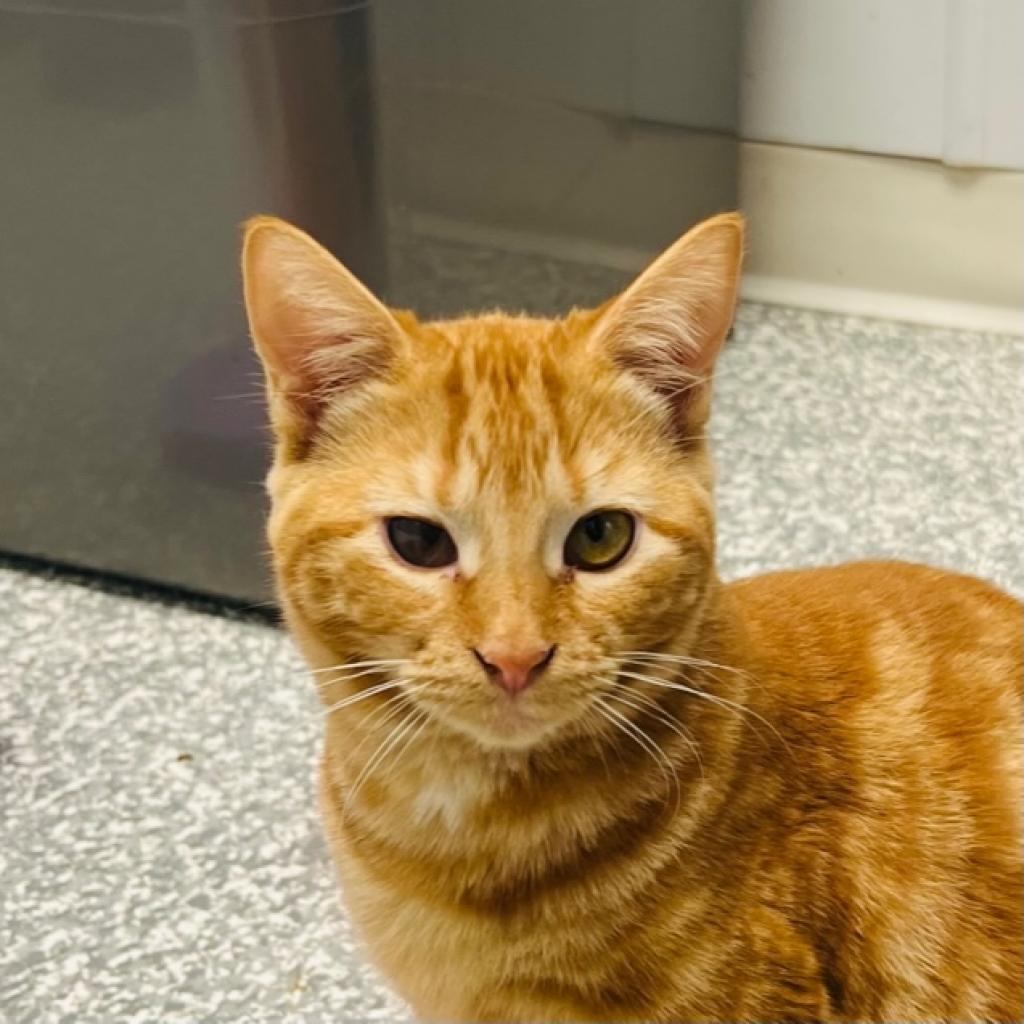 Enlarge Carina Smyth, a Adoptable Domestic Short Hair in Carroll, IA image 6/6