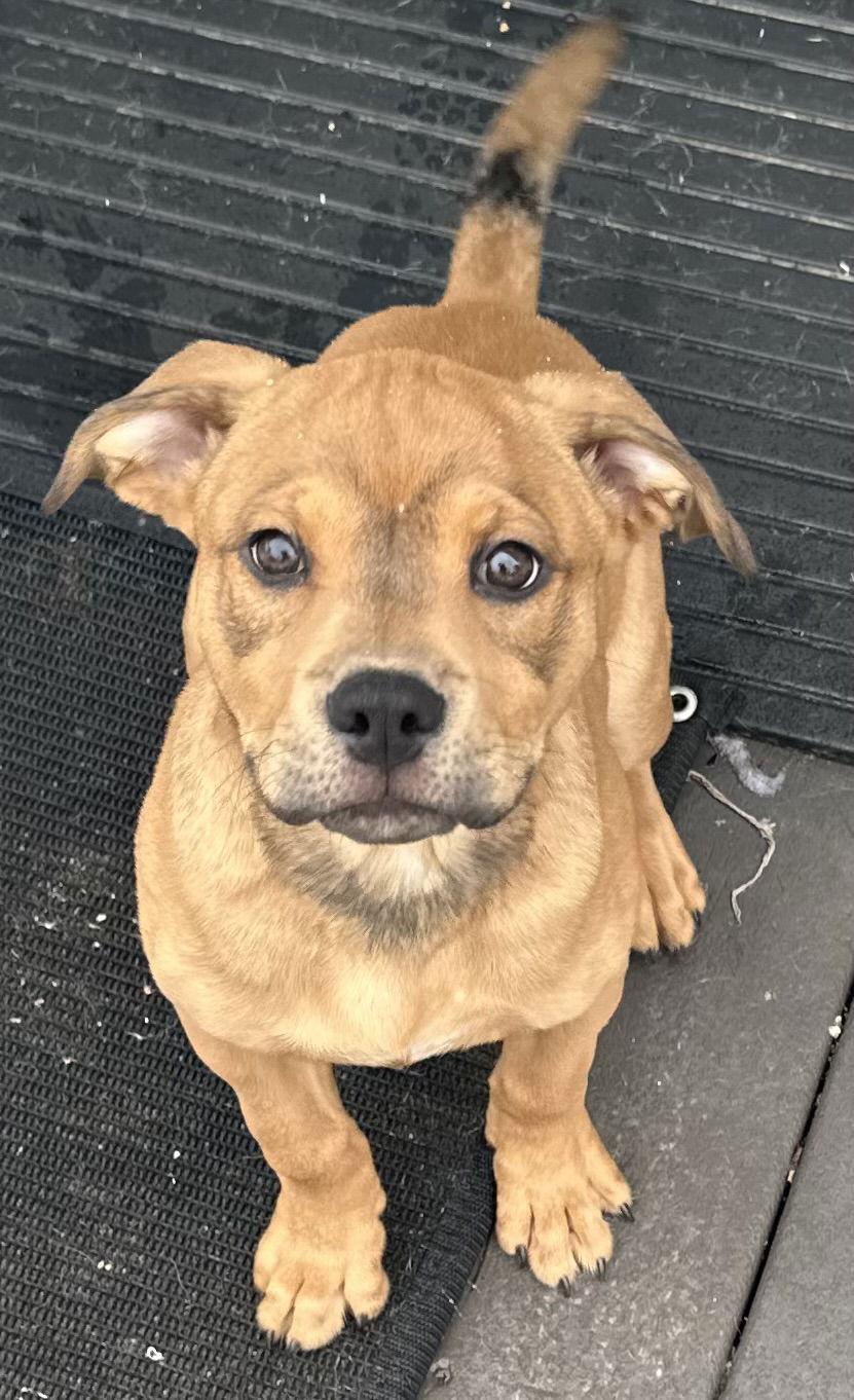 Enlarge Abe, a Adoptable American Bulldog in Tonawanda, NY image 2/3