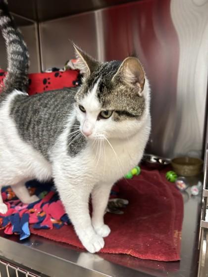 Snickerdoodle, a Adoptable mixed breed in Pleasanton, CA image 1/3