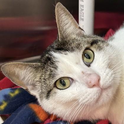 Snickerdoodle, a Adoptable mixed breed in Pleasanton, CA image 2/3