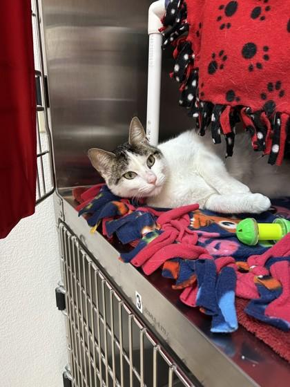 Snickerdoodle, a Adoptable mixed breed in Pleasanton, CA image 3/3