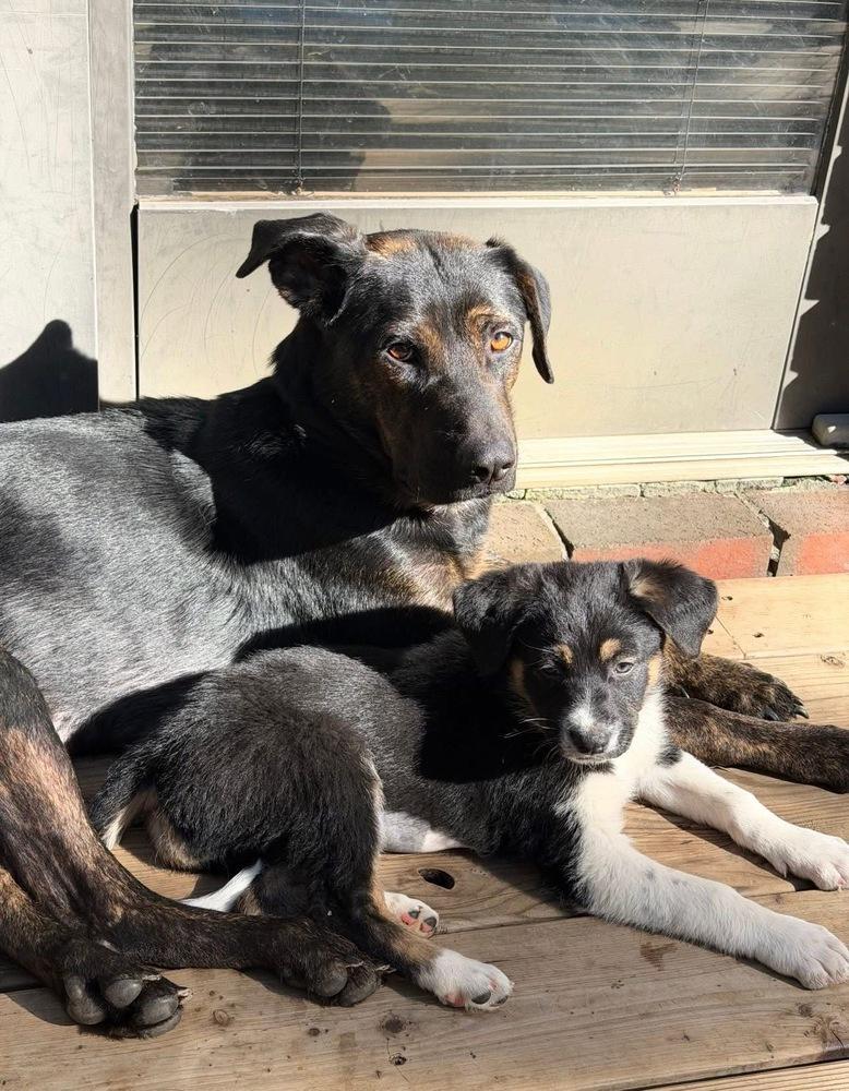 Mama Maple, Adopted, Adult Female German Shepherd Dog & Catahoula Leopard Dog.