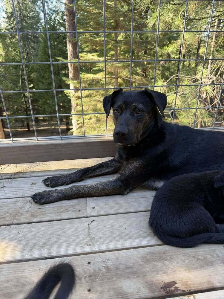 Enlarge Mama Maple, a Adopted mixed breed in Pleasant Hill, CA image 4/6
