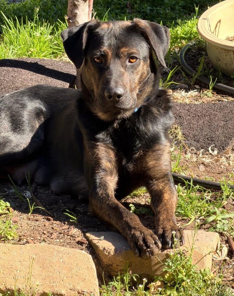 Enlarge Mama Maple, a Adopted mixed breed in Pleasant Hill, CA image 5/6