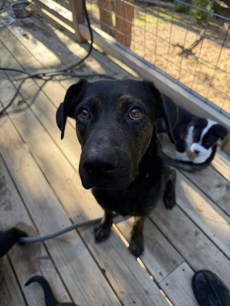 Enlarge Mama Maple, a Adopted mixed breed in Pleasant Hill, CA image 6/6