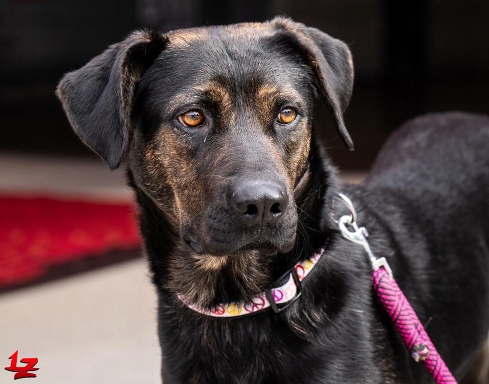Enlarge Mama Maple, a Adopted mixed breed in Pleasant Hill, CA image 5/5