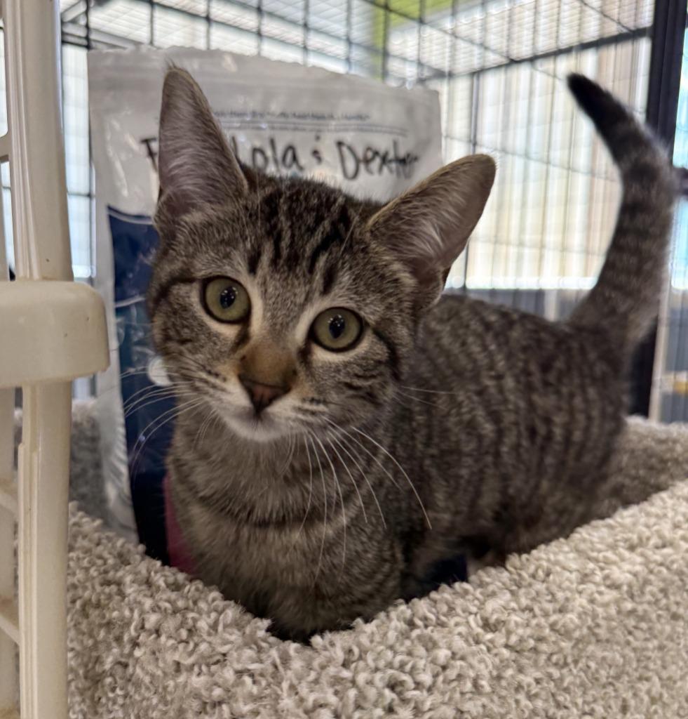 Bear, Adopted, Kitten Female Domestic Short Hair.