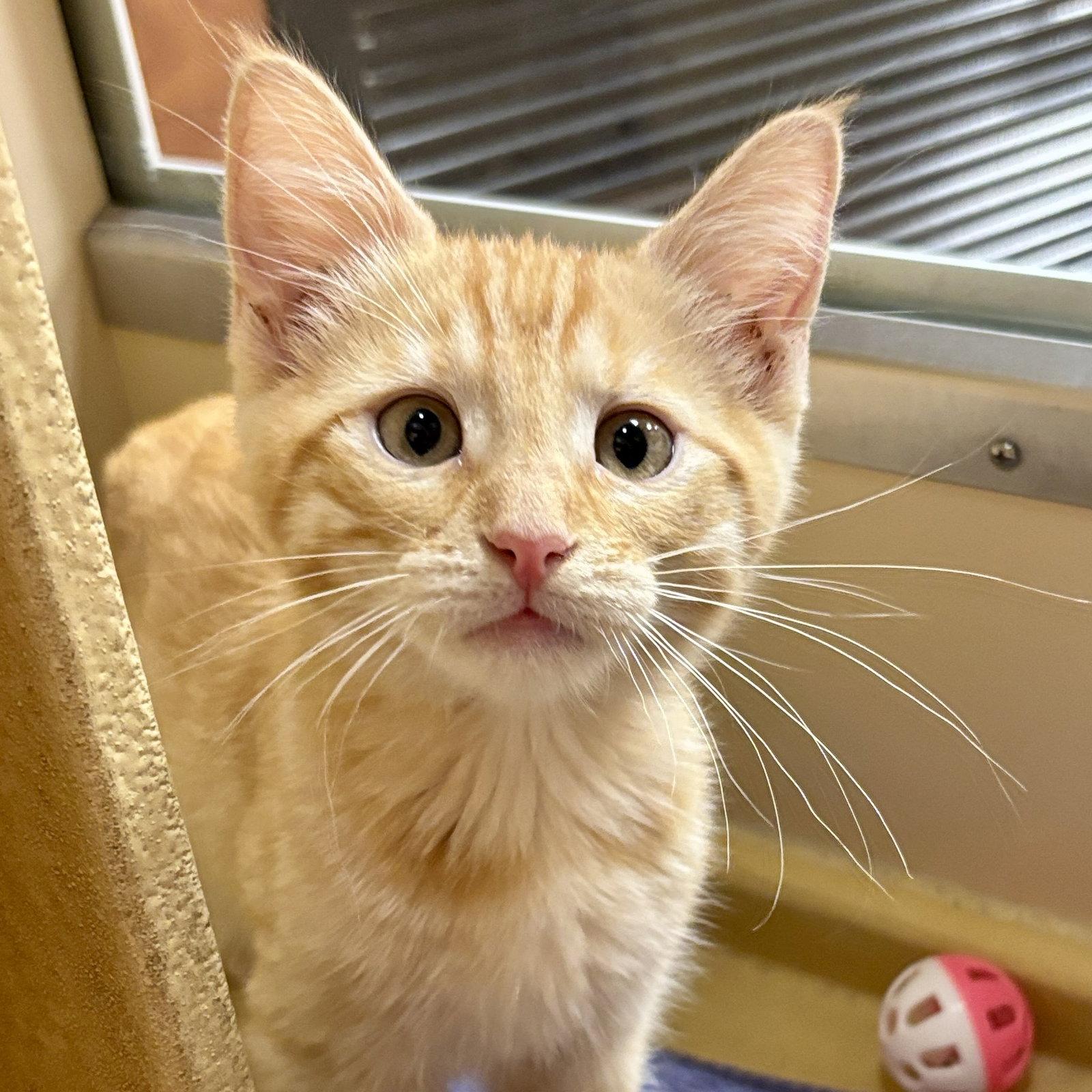 Cheeto, Adoptable, Kitten Male Domestic Short Hair.