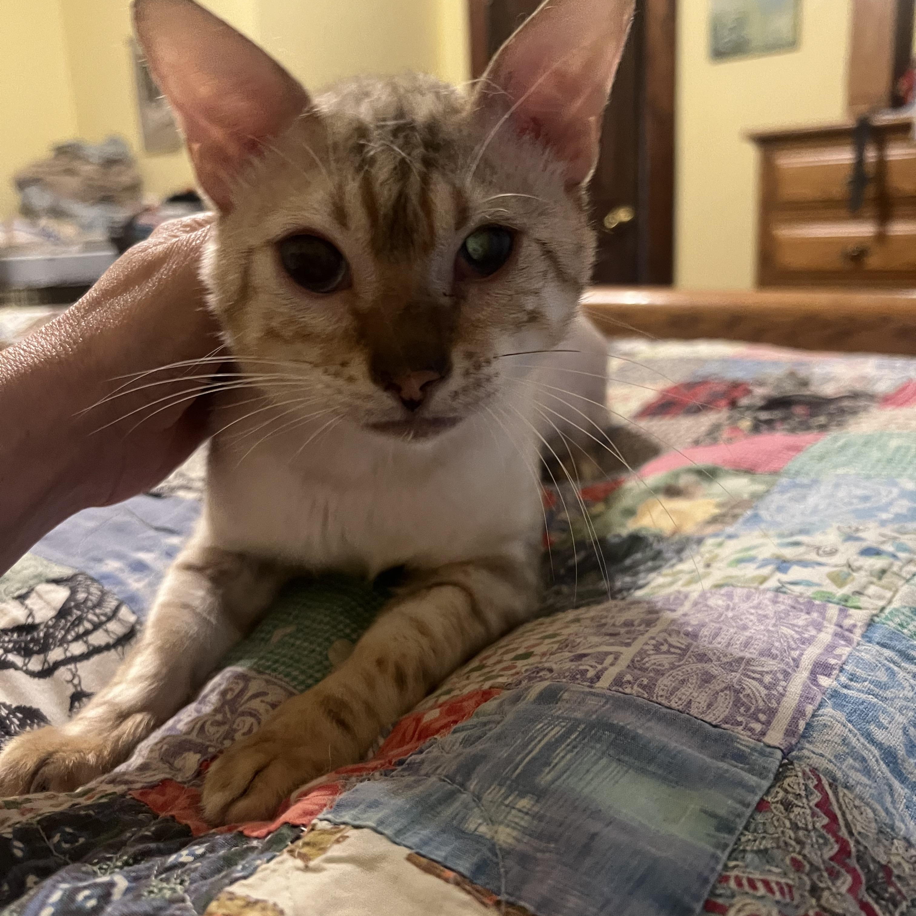 White Tiger, ADOPTABLE, Adult Male Bengal.