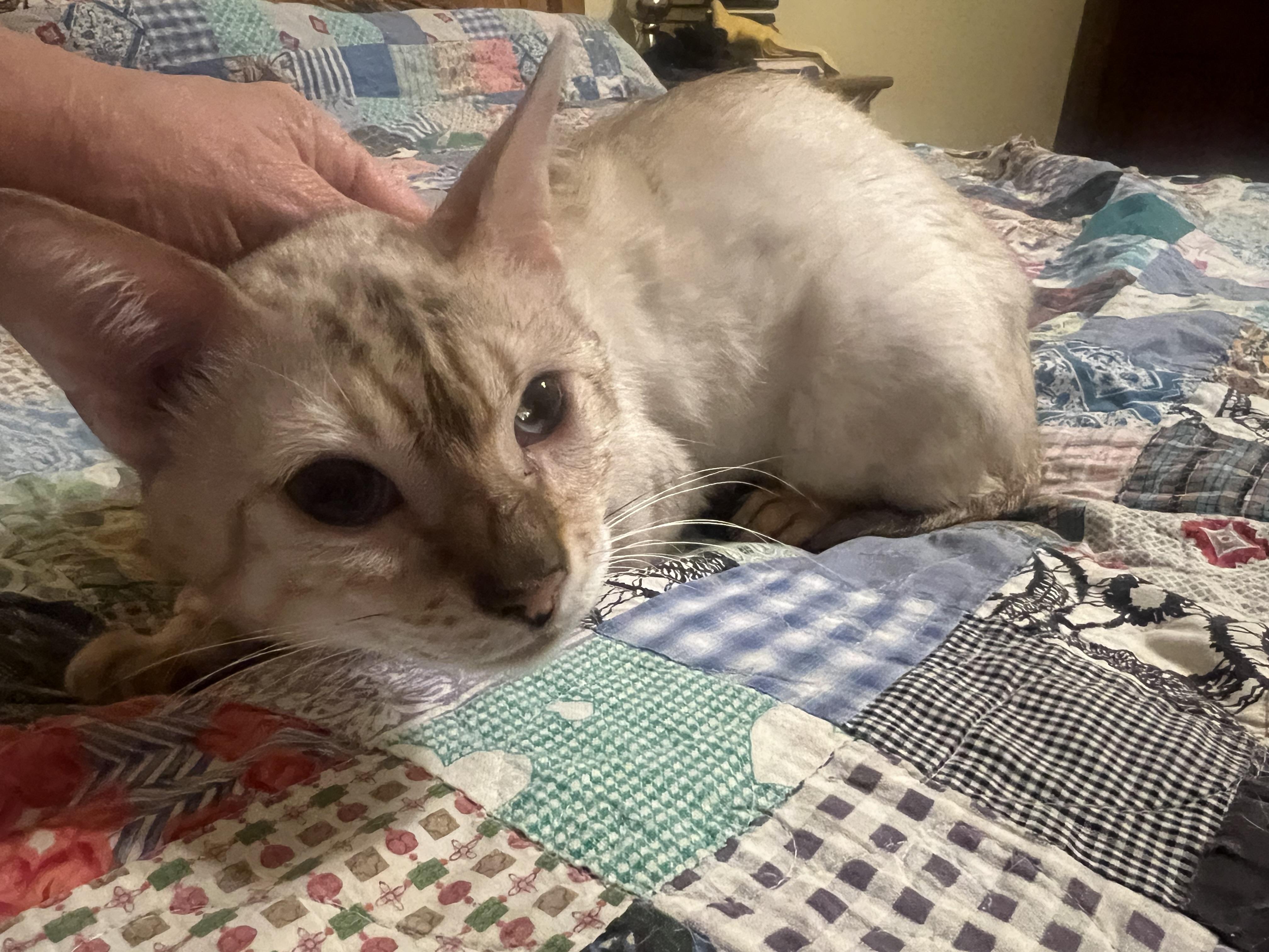 White Tiger, a ADOPTABLE mixed breed in Stormville, NY image 2/2
