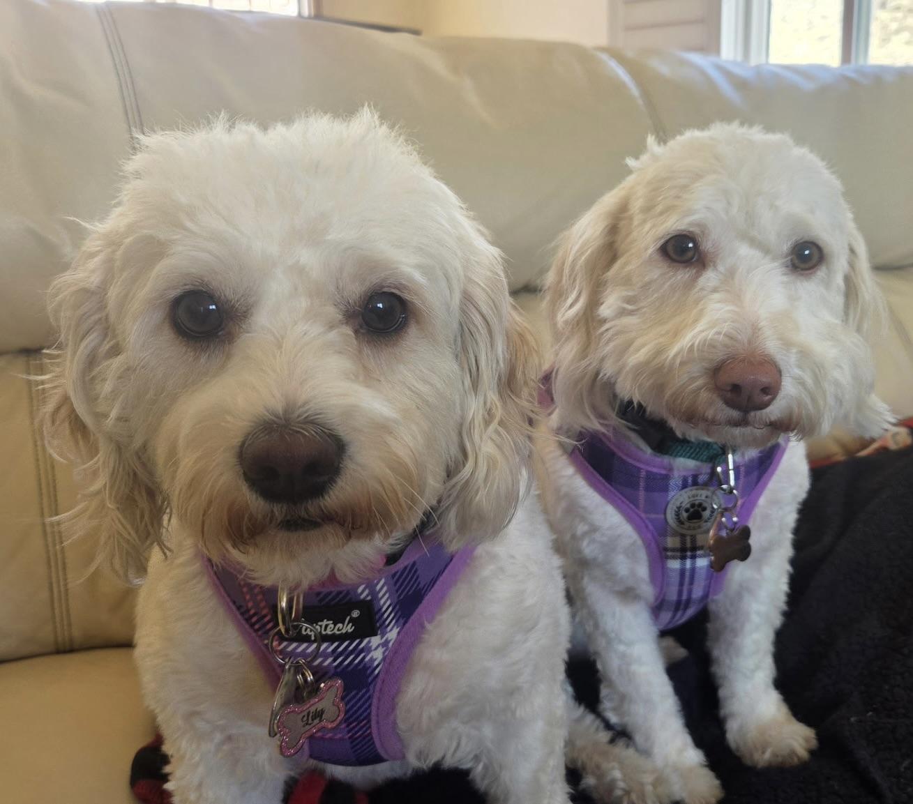 Lily #565, Adoptable, Adult Female Cockapoo.