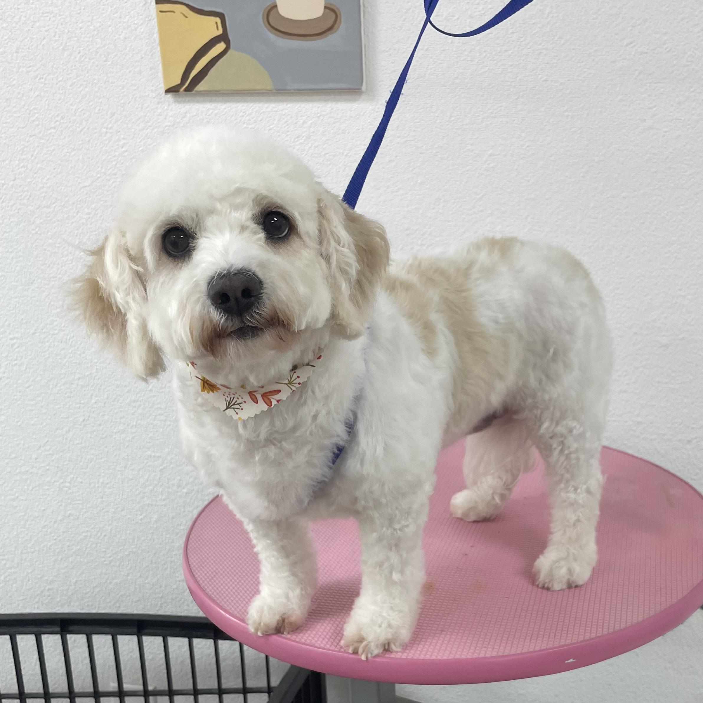 Enlarge Lily #565, a Adoptable mixed breed in Placentia, CA image 3/6