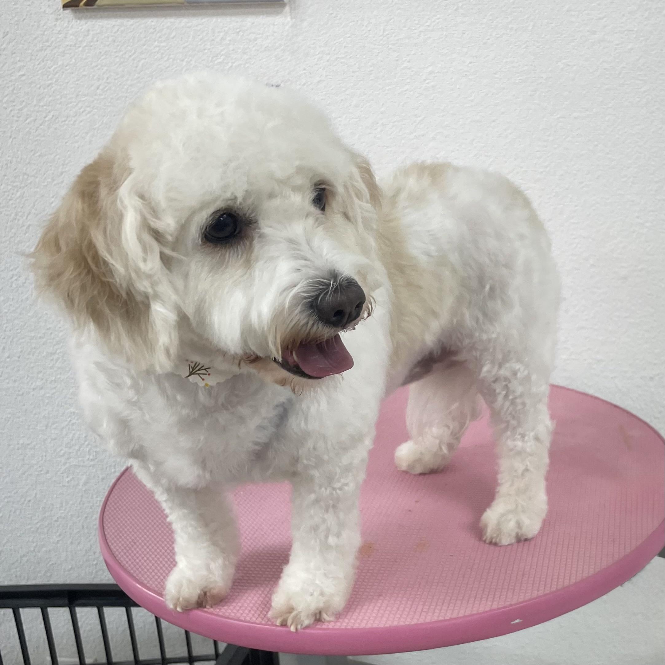 Enlarge Lily #565, a Adoptable mixed breed in Placentia, CA image 6/6