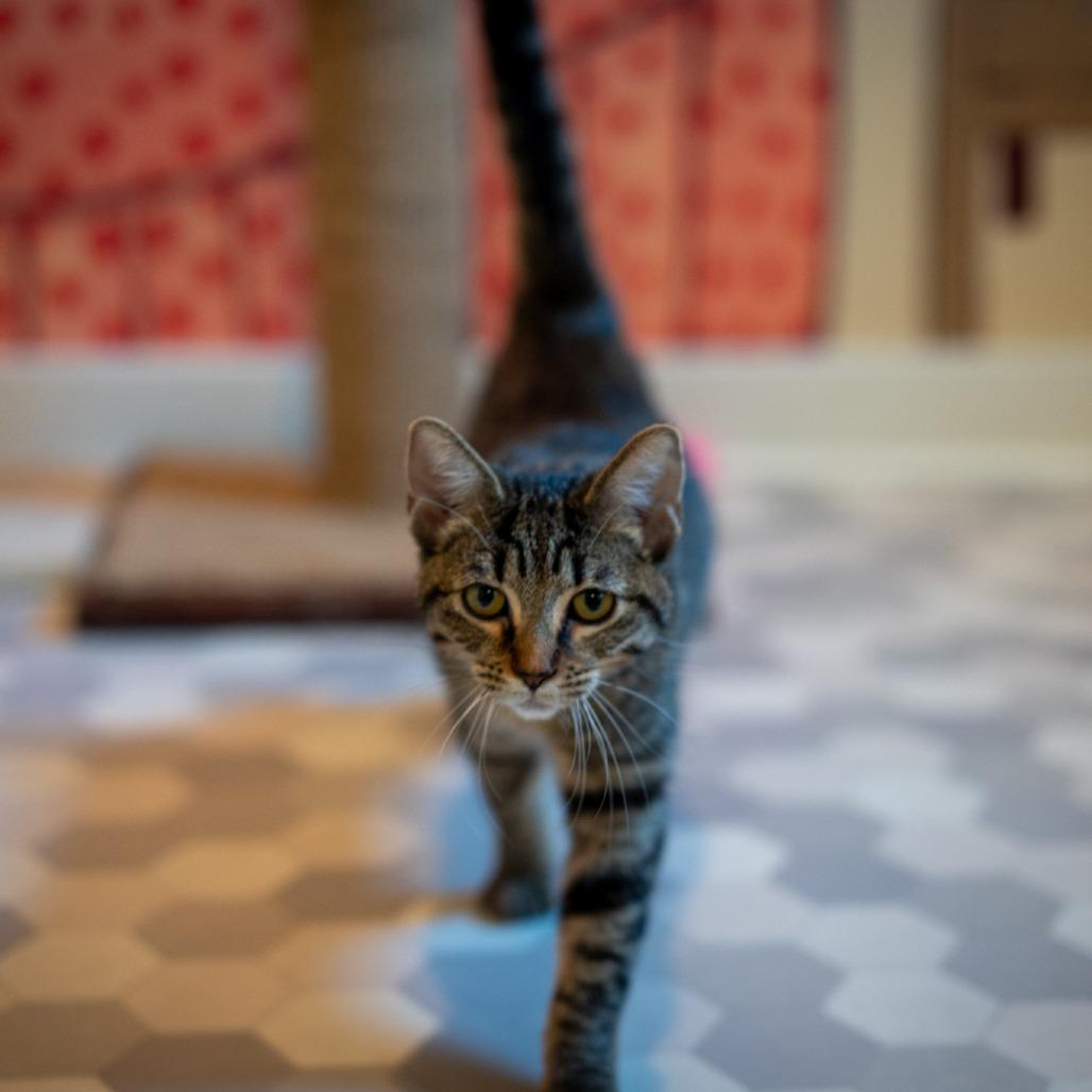 Enlarge Lily, a Adoptable Domestic Short Hair in Eureka Springs, AR image 1/6