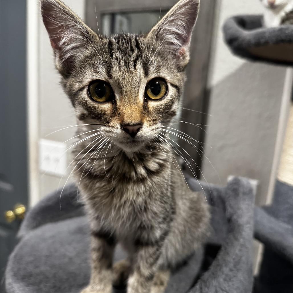 Enlarge Lily, a Adoptable Domestic Short Hair in Eureka Springs, AR image 2/6