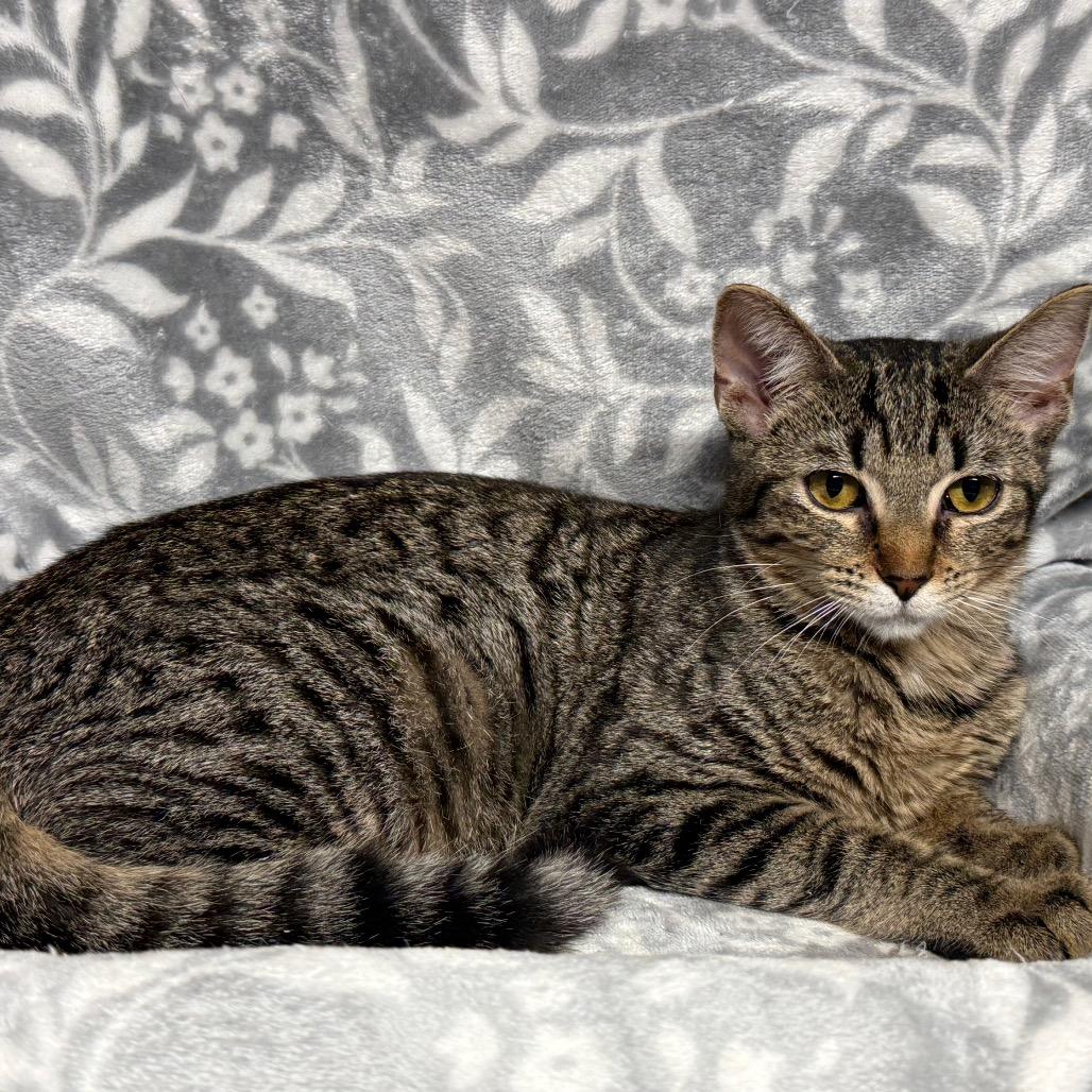 Enlarge Lily, a Adoptable Domestic Short Hair in Eureka Springs, AR image 3/6