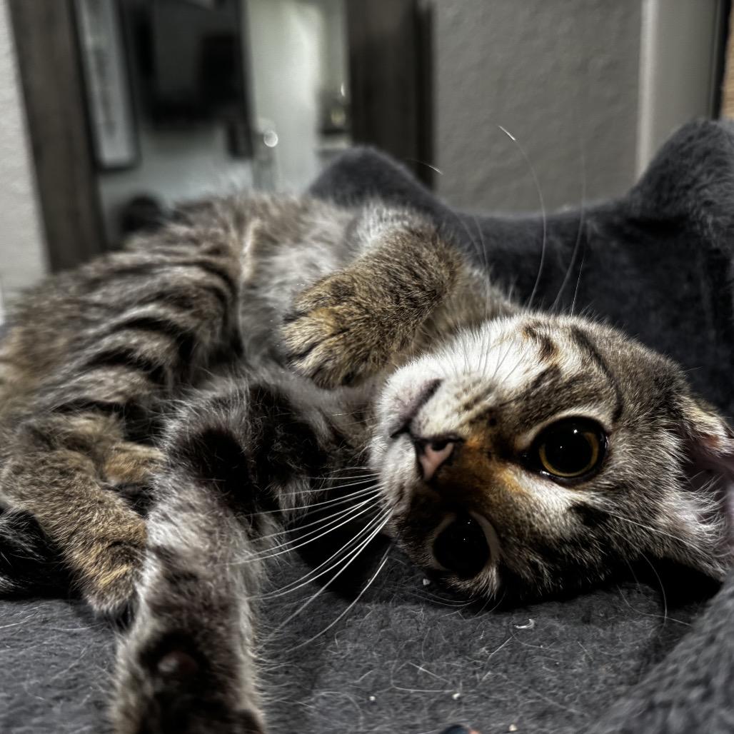 Enlarge Lily, a Adoptable Domestic Short Hair in Eureka Springs, AR image 4/6