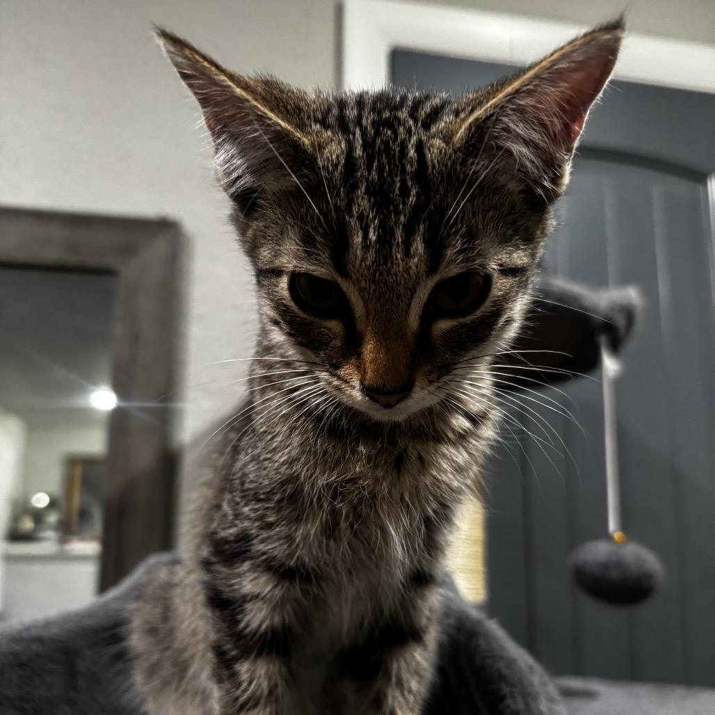 Enlarge Lily, a Adoptable Domestic Short Hair in Eureka Springs, AR image 5/6