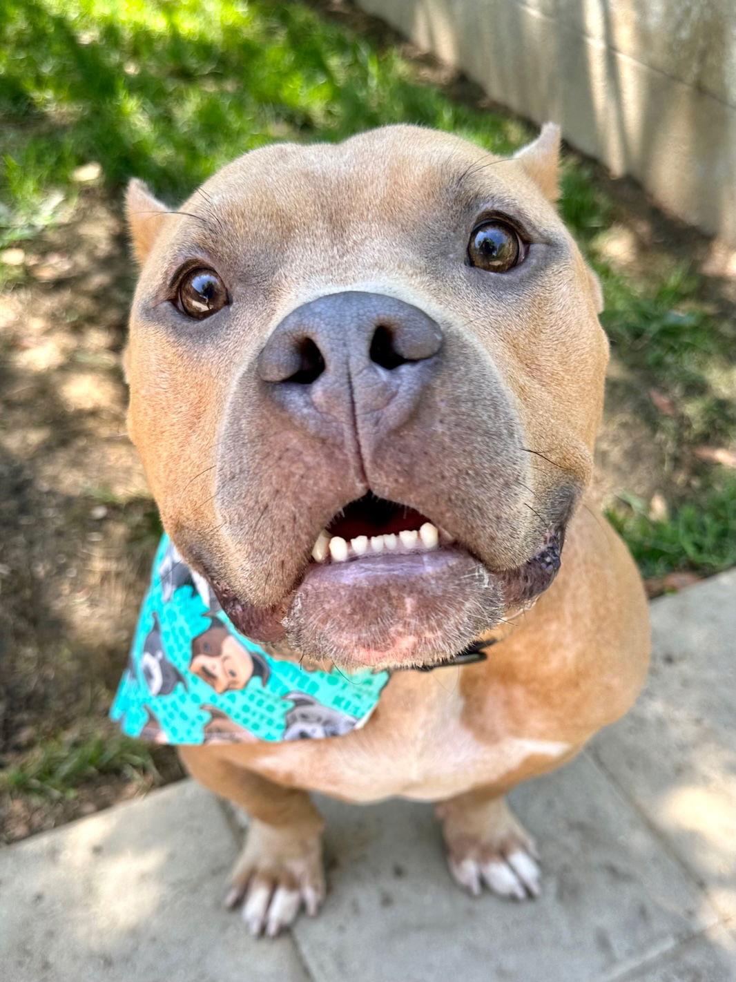 Ken, Adoptable, Adult Male American Staffordshire Terrier & English Bulldog.