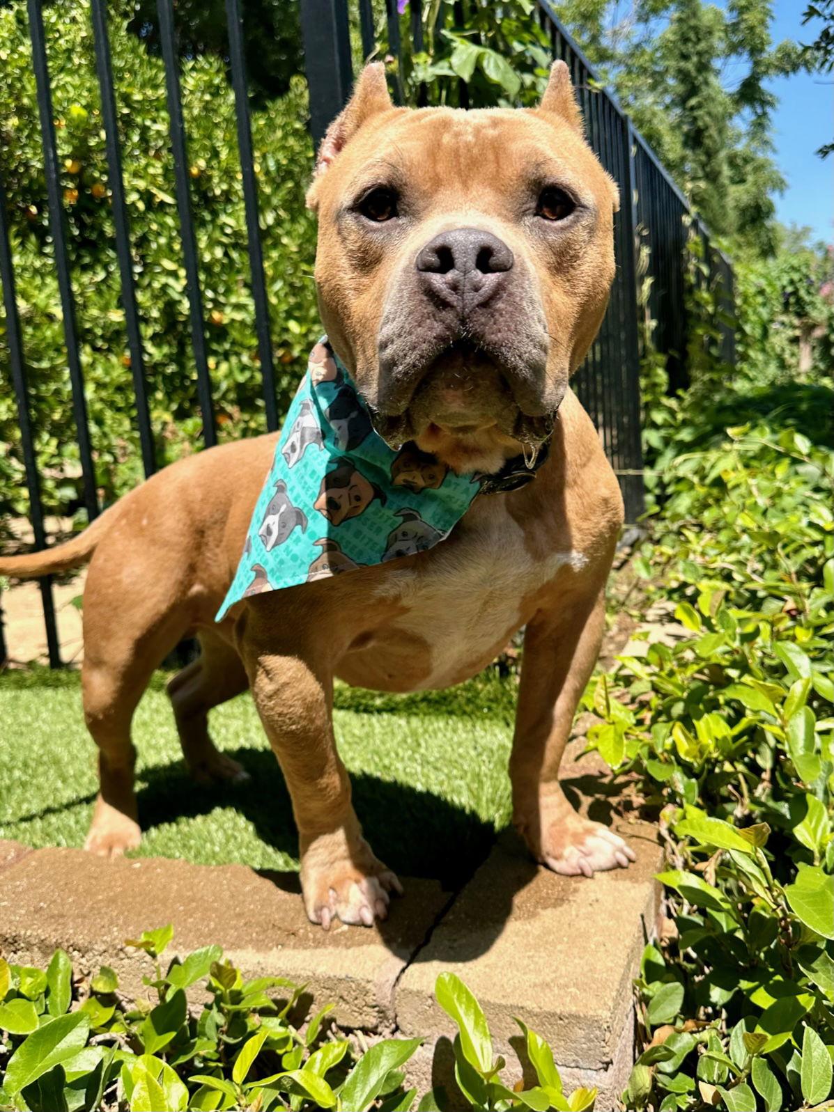 Ken, a Adoptable mixed breed in Redlands, CA image 2/3