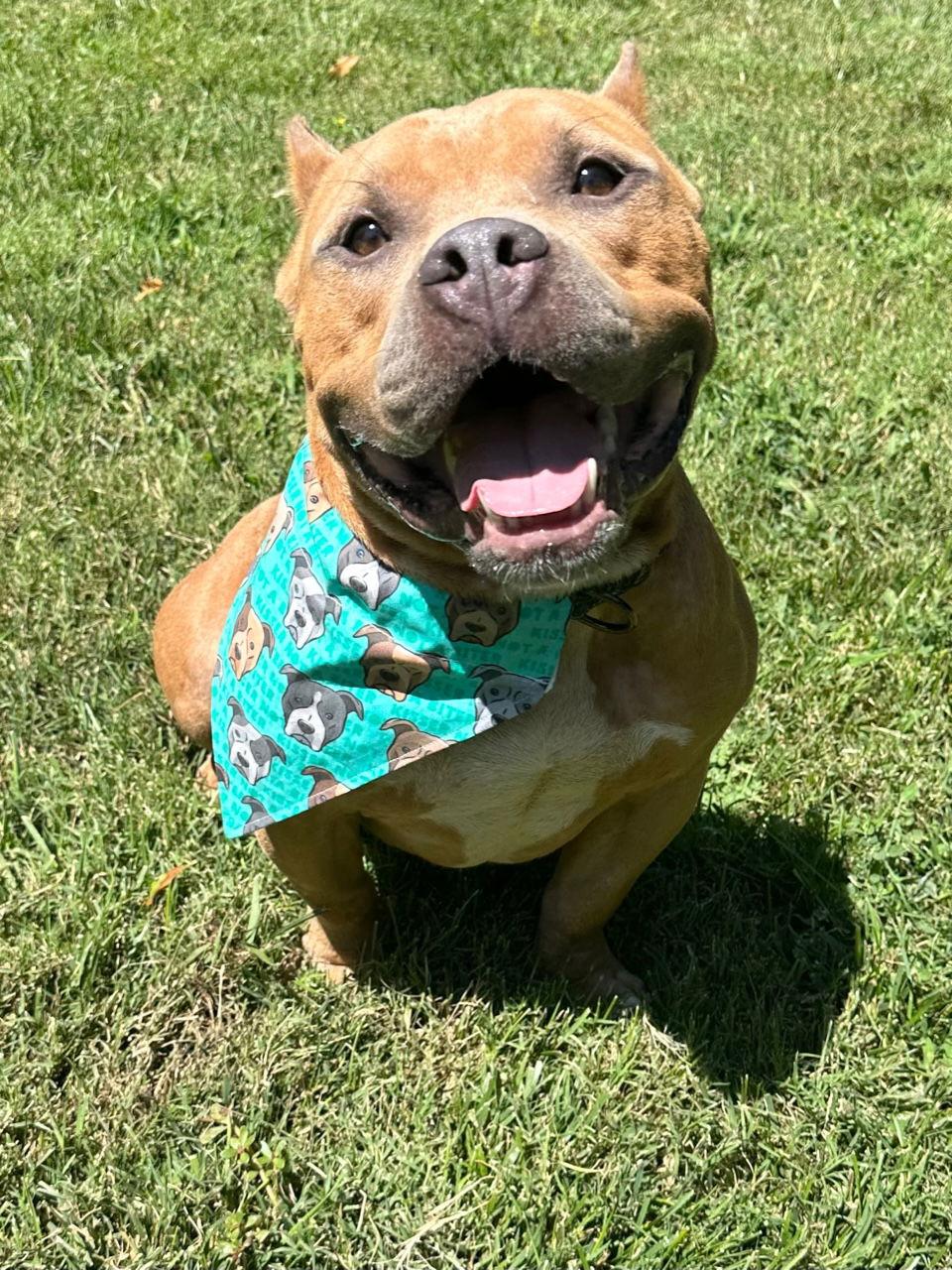Ken, a Adoptable mixed breed in Redlands, CA image 3/3