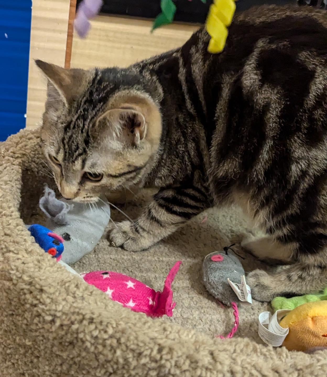 Enlarge Aussie , a ADOPTABLE Tabby in Noblesville, IN image 4/5