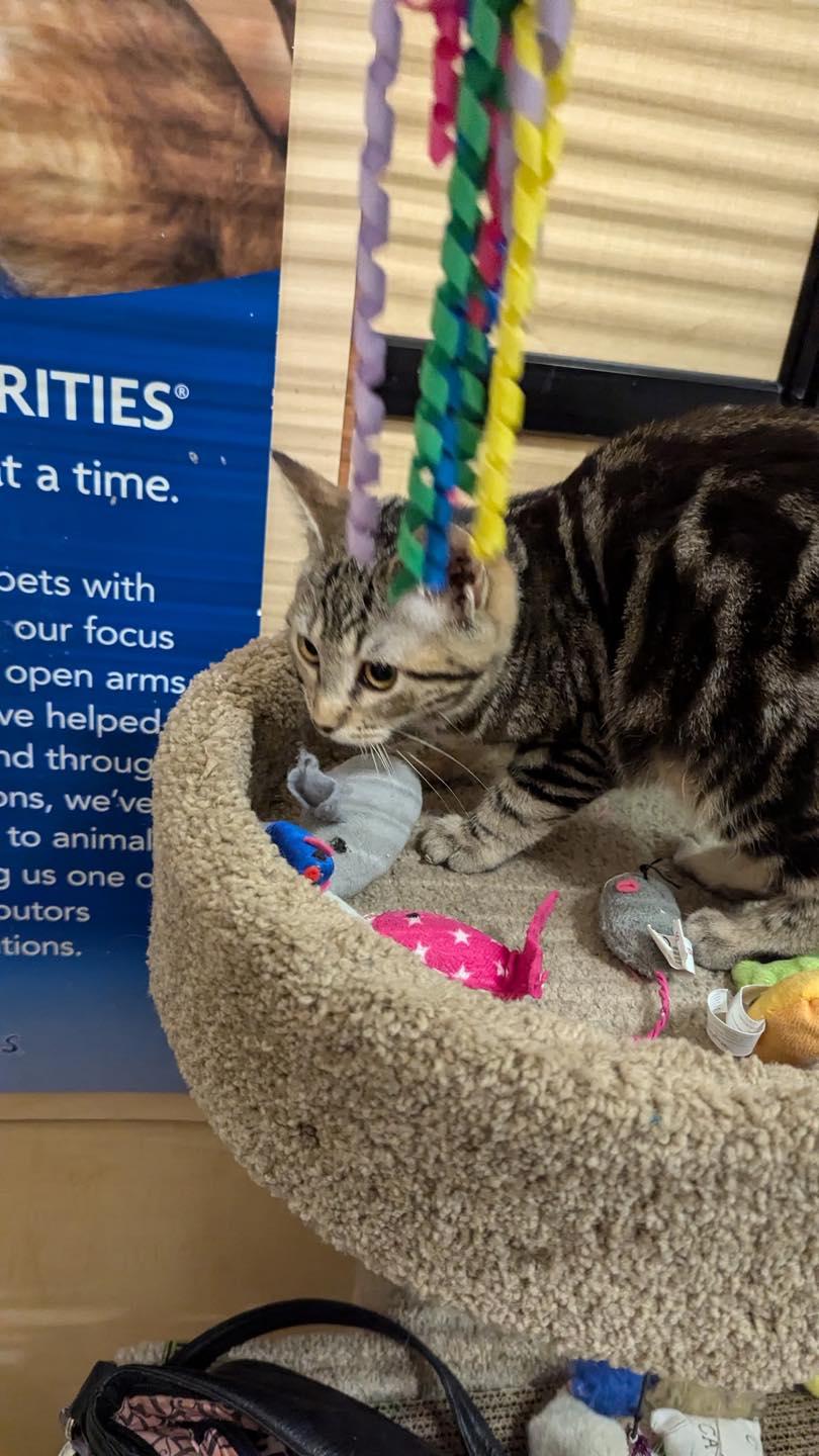 Enlarge Aussie , a ADOPTABLE Tabby in Noblesville, IN image 5/5