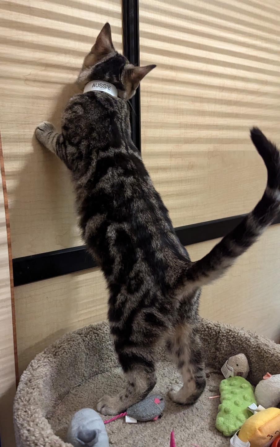 Enlarge Aussie , a ADOPTABLE Tabby in Noblesville, IN image 2/5