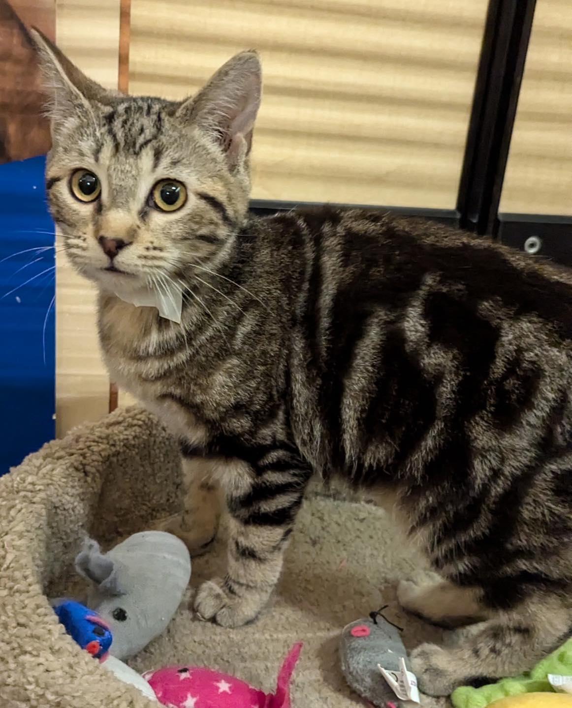 Enlarge Aussie , a ADOPTABLE Tabby in Noblesville, IN image 3/5