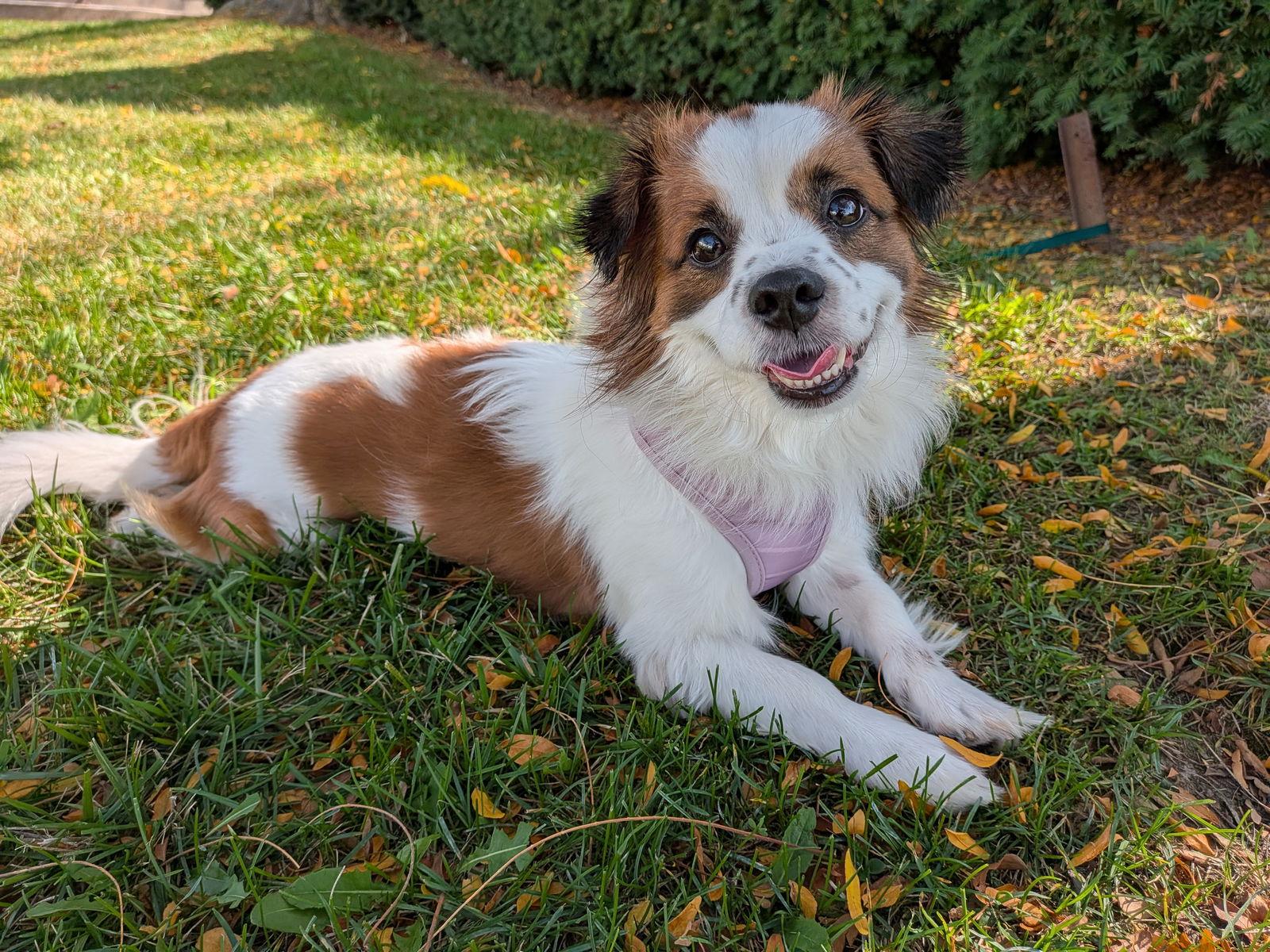 Dior, Adopted, Adult Male Cavalier King Charles Spaniel & Papillon.