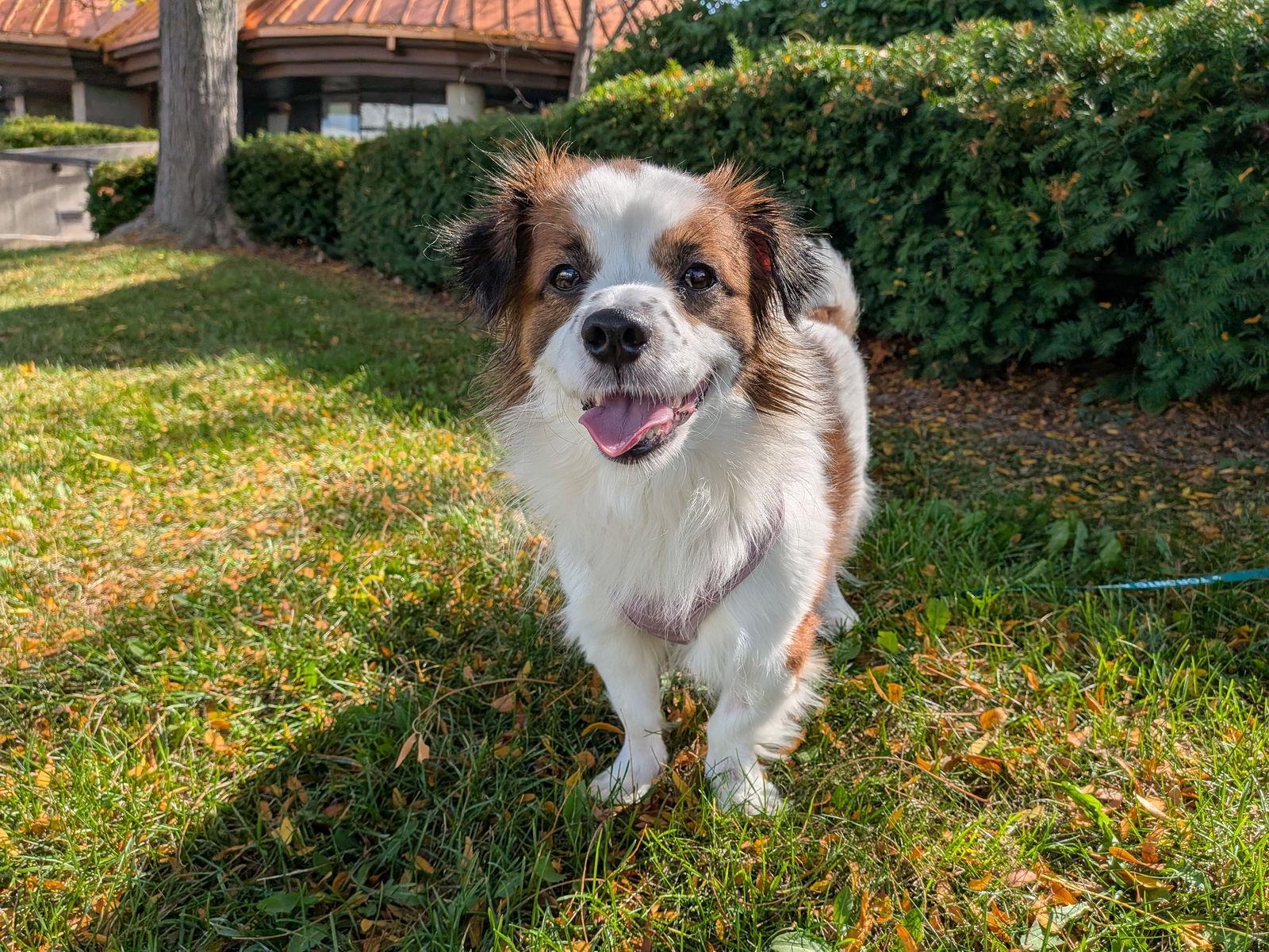 Dior, a Adopted mixed breed in Etobicoke, ON image 2/3