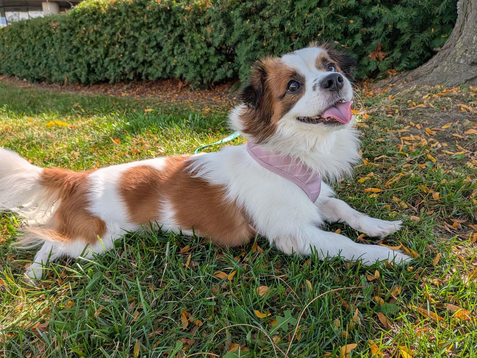 Dior, a Adopted mixed breed in Etobicoke, ON image 3/3