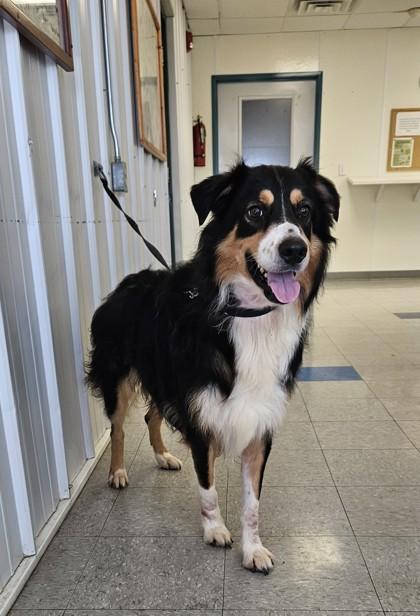 Arthur, a Adoptable Australian Shepherd in Freeport, IL image 1/3