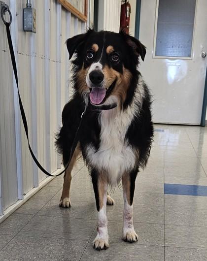 Arthur, a Adoptable Australian Shepherd in Freeport, IL image 2/3