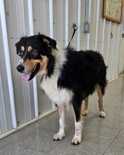 Arthur, a Adoptable Australian Shepherd in Freeport, IL image 3/3