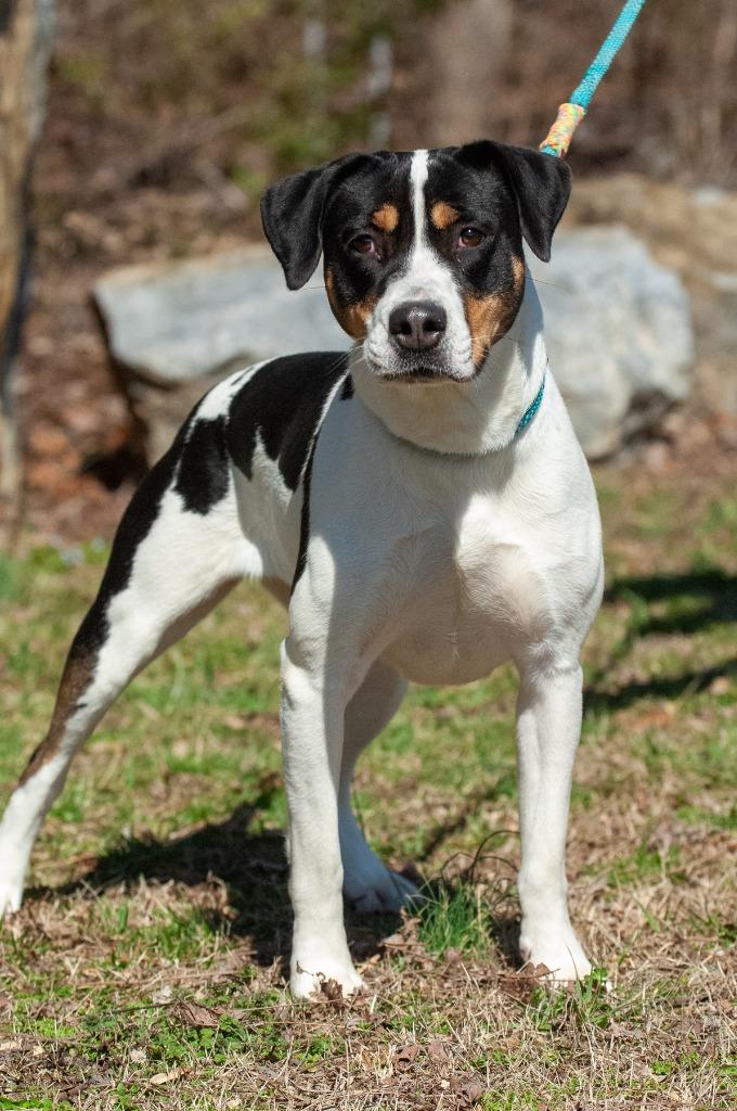 Zoe, Adoptable, Young Female American Staffordshire Terrier & Boxer.