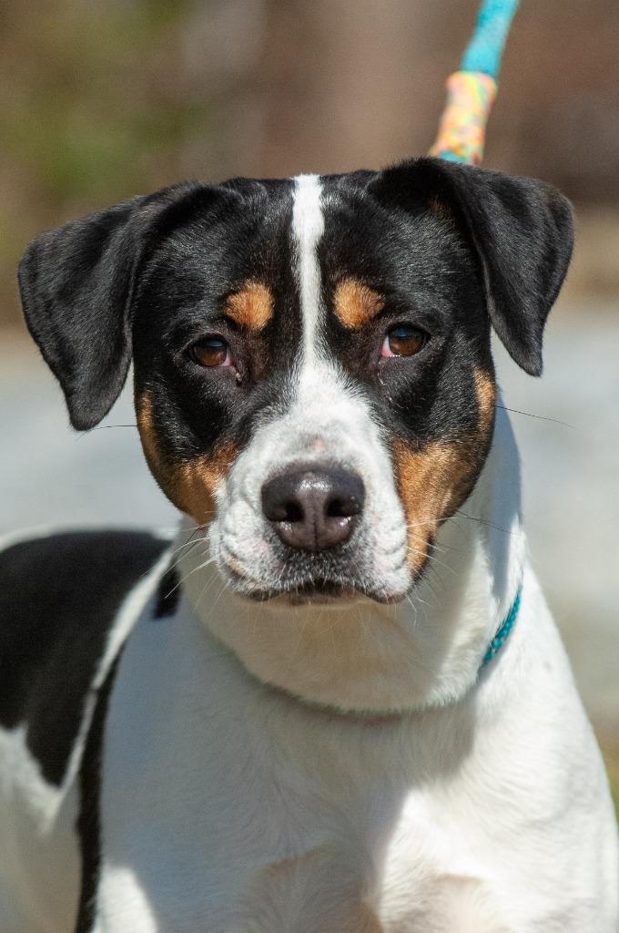 Enlarge Zoe, a Adoptable mixed breed in Johnson City, TN image 2/3
