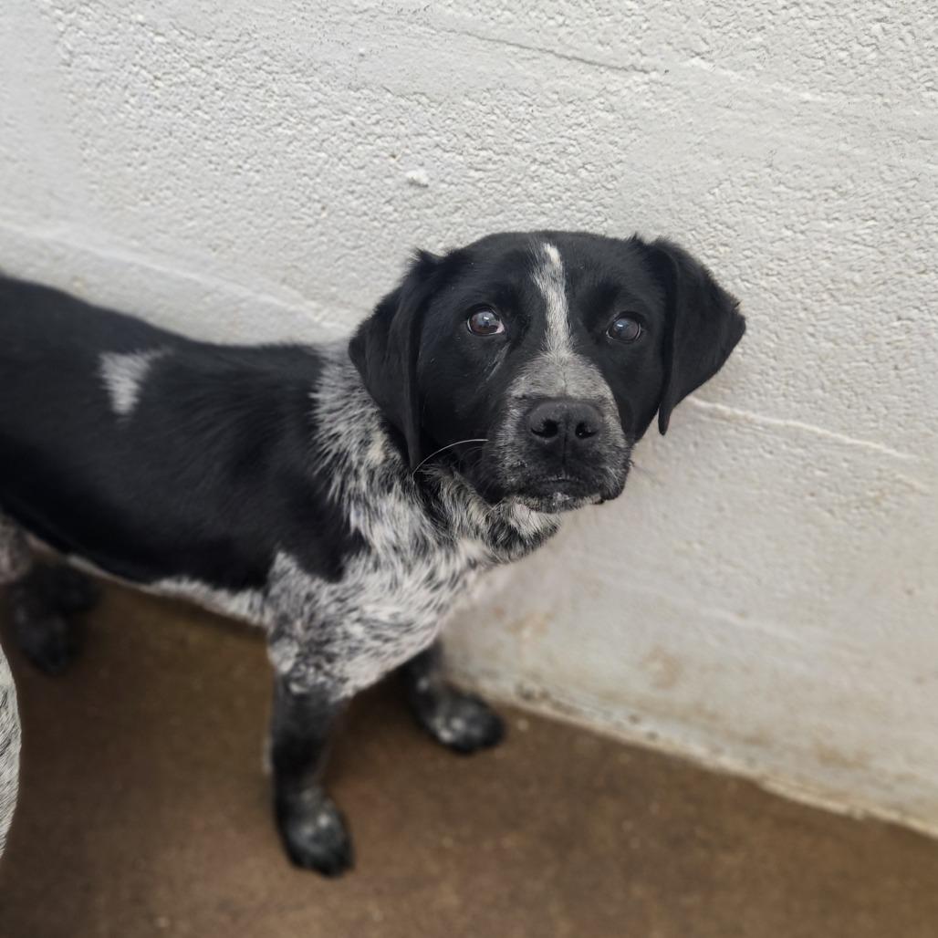 Auggie — thumbnail 2