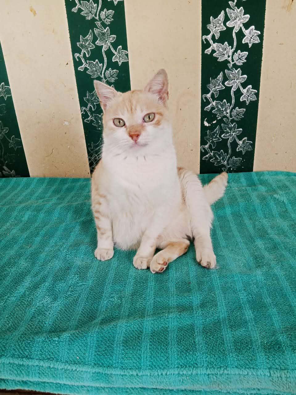 Enlarge Gato, an adopted mixed breed in Mississauga, ON image 3/5