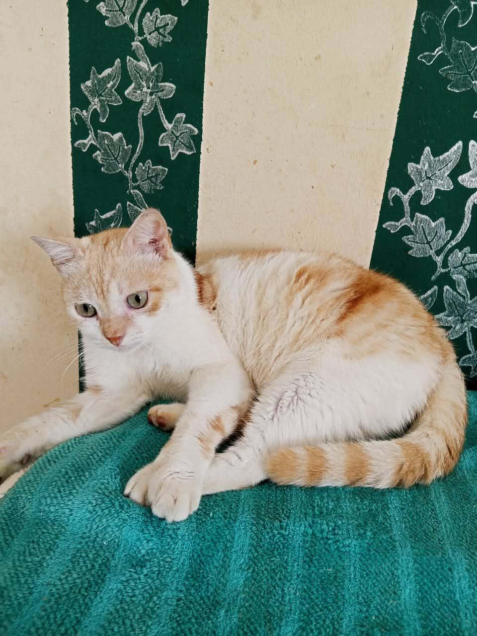 Enlarge Gato, an adopted mixed breed in Mississauga, ON image 5/5