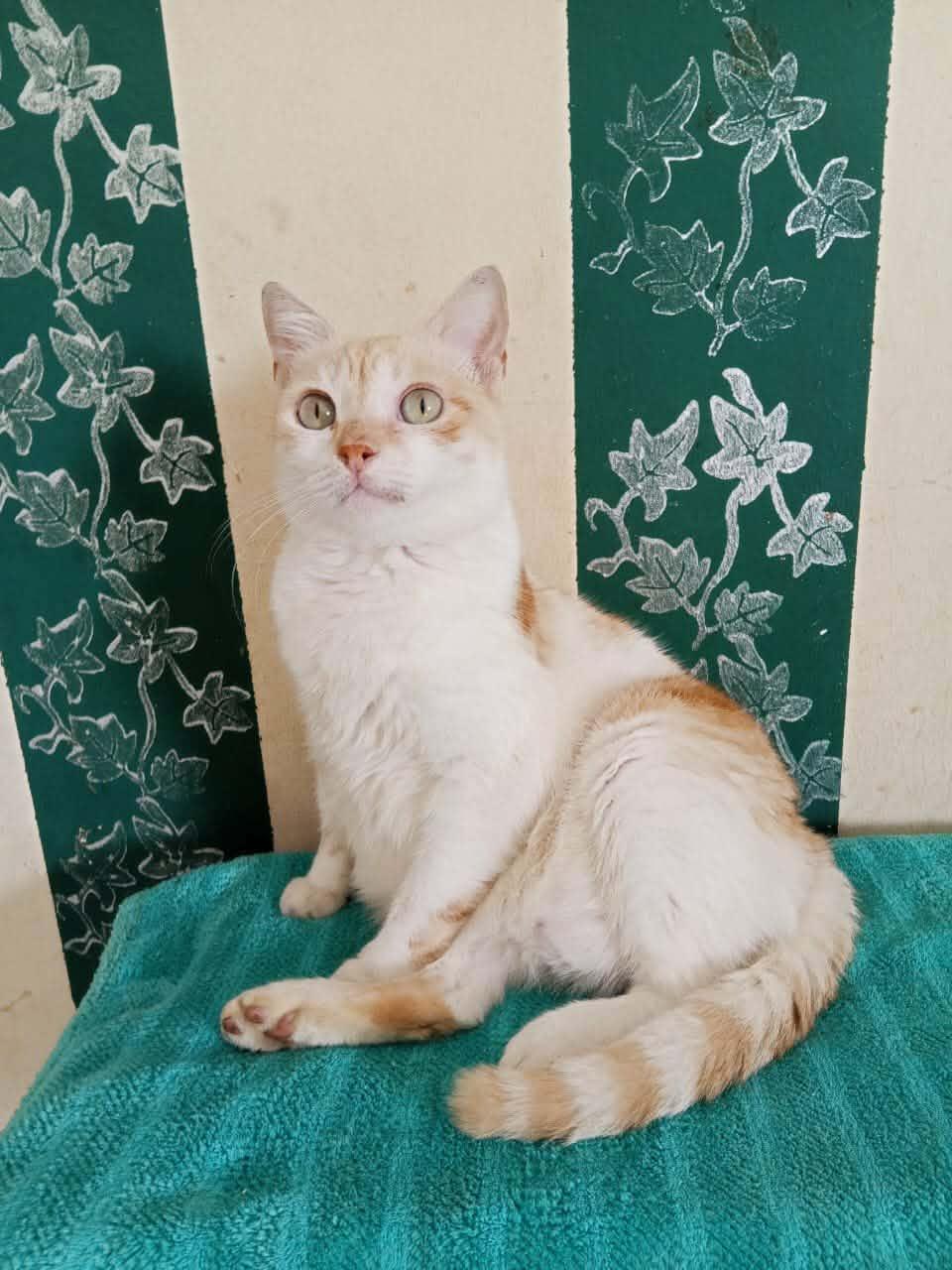 Enlarge Gato, an adopted mixed breed in Mississauga, ON image 2/5